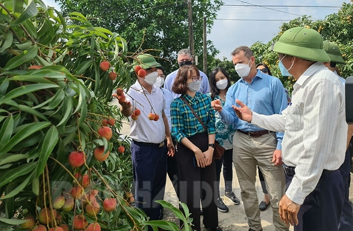 Australian Department of Agriculture, Water, and the Environment's delegation visits Thanh Ha lychee growing area